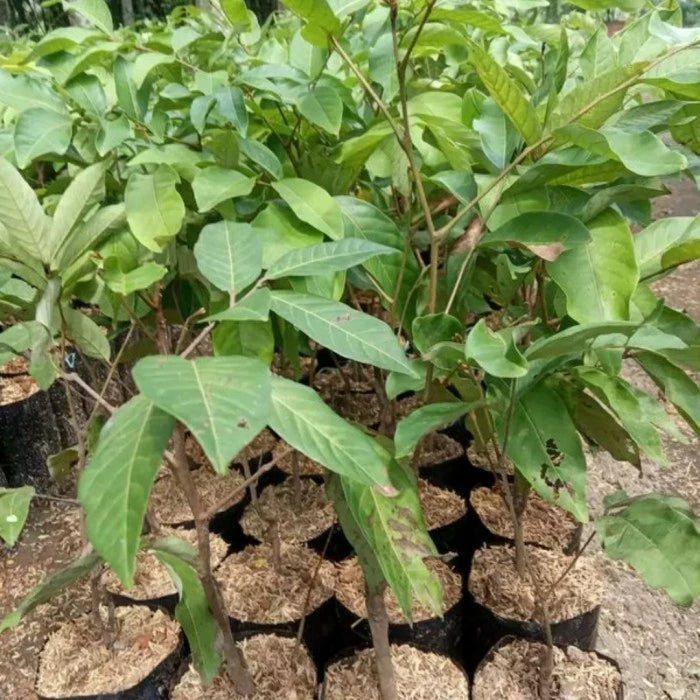 Rambutan Gading Kuning 30 - 50cm