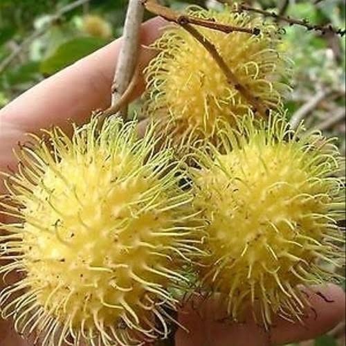 Rambutan Gading Kuning 30 - 50cm