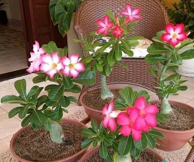 Adenium Godzi Whole Plant