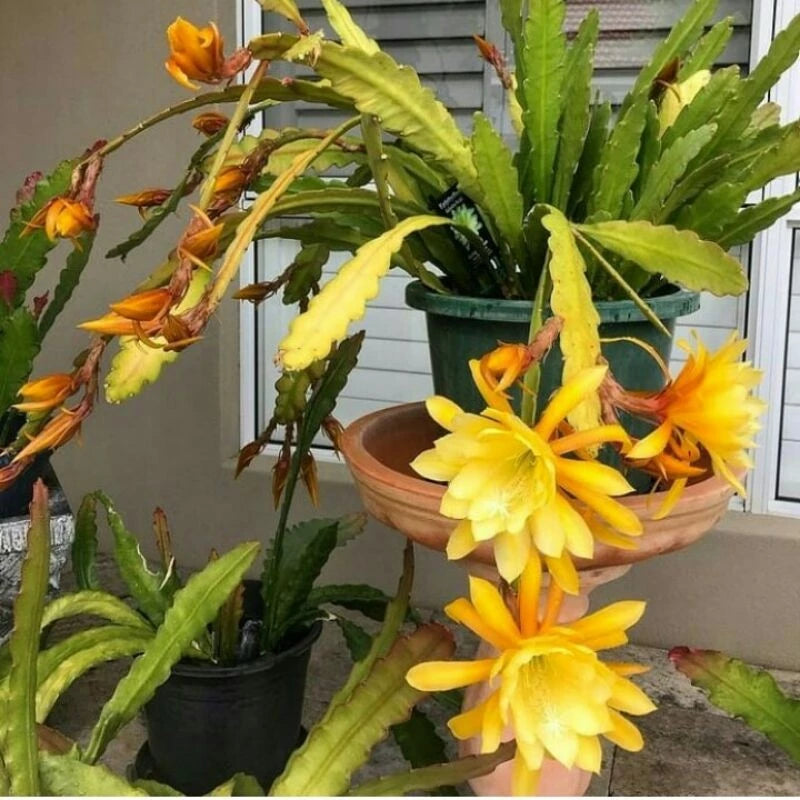 Epiphyllum Oxypetalum Yellow Flower 20 - 30cm