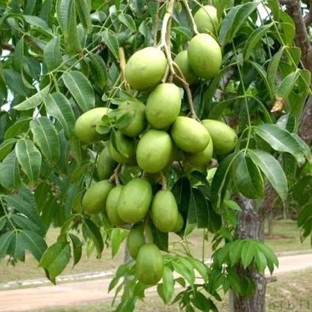 Spondias Dulcis 30 - 50cm