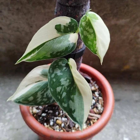 Scindapsus Mayari 2 - 4 leaves