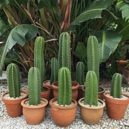 Cereus Cristata medium size