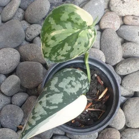 Scindapsus Mayari 2 - 4 leaves