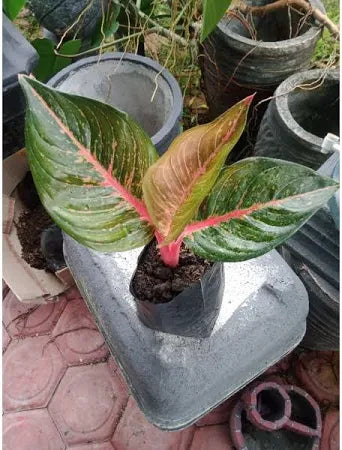 Aglaonema Hot Lady 2 - 4 leaves