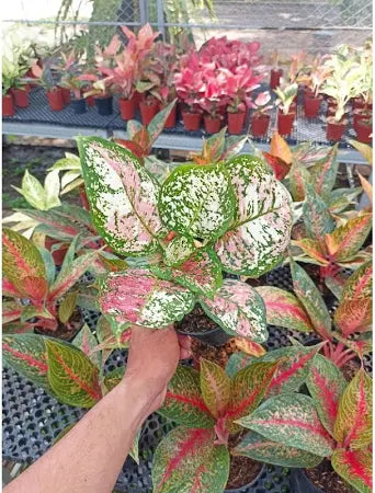 Aglaonema Dud Tricolor 2 - 4 leaves