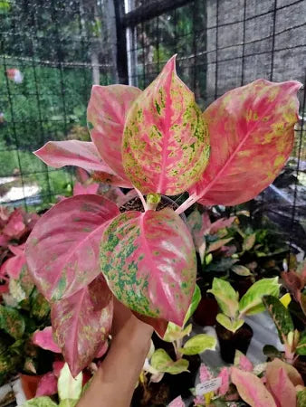 Aglaonema Red Twister 2 - 4 leaves