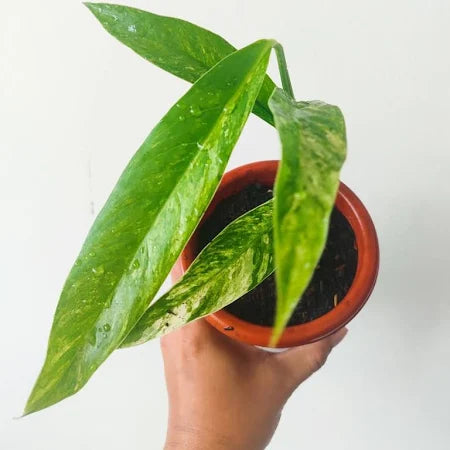 Rhaphidophora Megasperma Variegated 2-4 Leaves