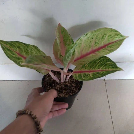 Aglaonema Jackpot 2 - 4 leaves