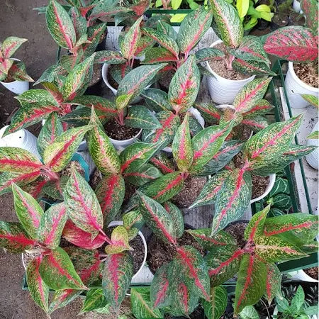 Aglaonema Hot Lady 2 - 4 leaves
