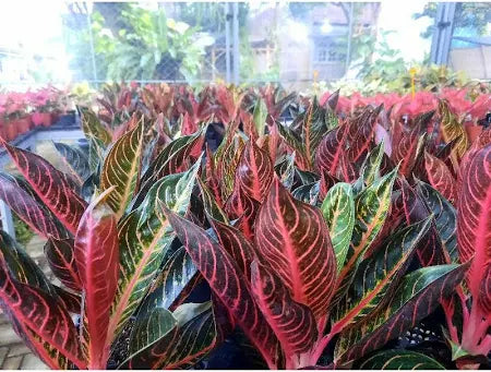 Aglaonema Red Sumatra 2 - 4 leaves