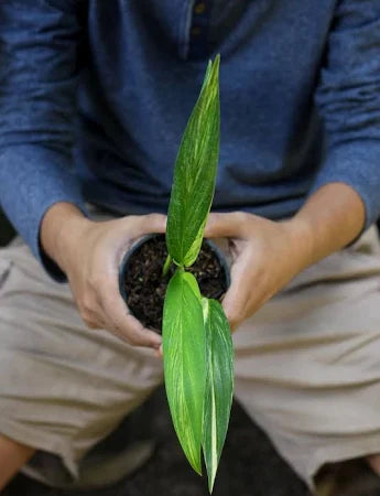 Amplissimum Variegated 2-3 Leaves