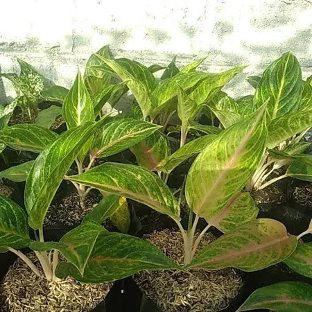 Aglaonema Caribian 2 - 4 leaves