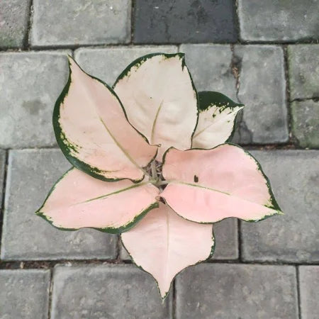 Aglaonema Kochin Sutra 2 - 4 leaves