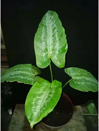 Schismatoglottis wallichii 2 - 4 leaves