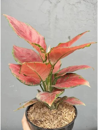 Aglaonema Black Maroon 2 - 4 leaves