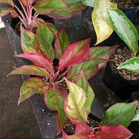 Aglaonema Red Lipstick 2 - 4 leaves
