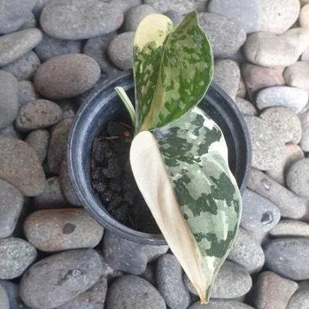 Scindapsus Mayari 2 - 4 leaves