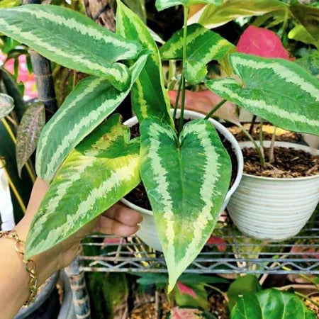 Schismatoglottis wallichii 2 - 4 leaves