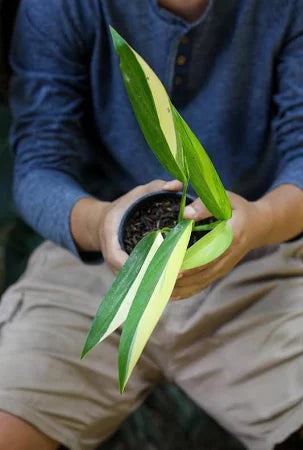 Amplissimum Variegated 2-3 Leaves