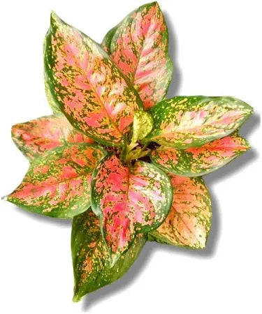 Aglaonema Dud Anjamani 2 - 4 leaves