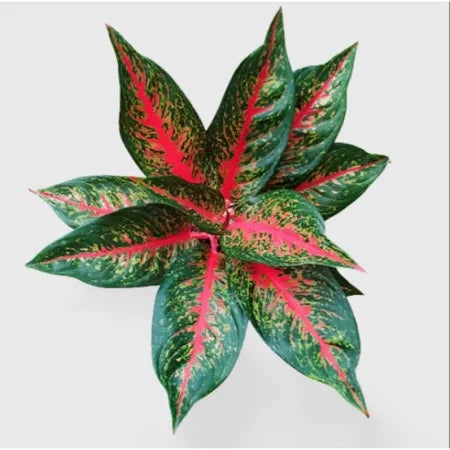 Aglaonema Hot Lady 2 - 4 leaves