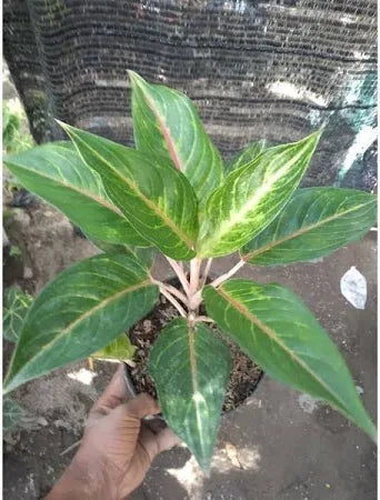 Aglaonema Caribian 2 - 4 leaves