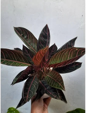 Aglaonema Red Sumatra 2 - 4 leaves