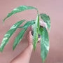 Rhaphidophora Megasperma Variegated 2-4 Leaves