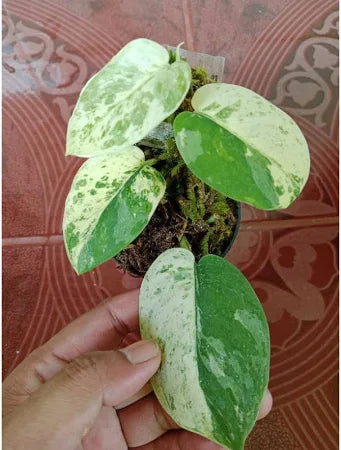 Scindapsus Creme Brulee 2 - 4 leaves