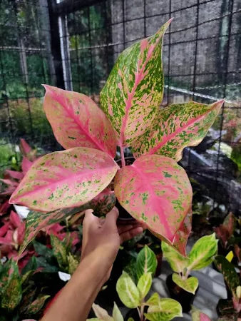 Aglaonema Red Twister 2 - 4 leaves