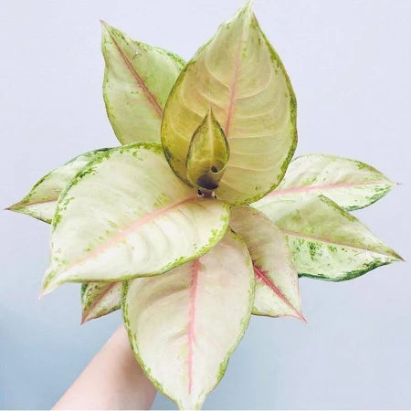 Aglaonema Frozen 2 - 4 leaves