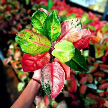Aglaonema Miss World 2 - 4 leaves