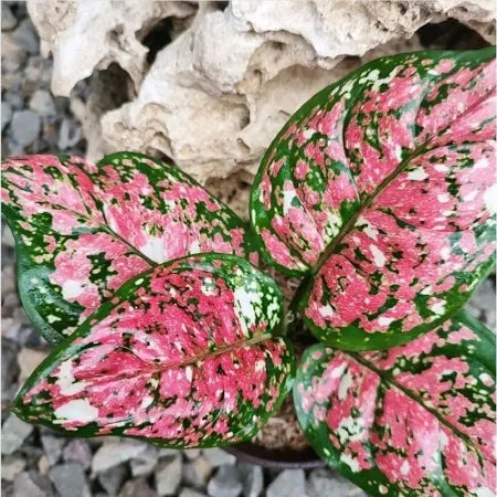 Aglaonema Dud Tricolor 2 - 4 leaves