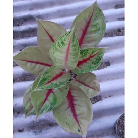 Aglaonema Jackpot 2 - 4 leaves