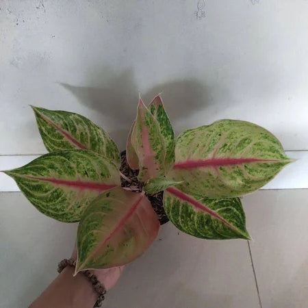 Aglaonema Jackpot 2 - 4 leaves