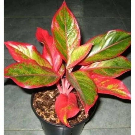 Aglaonema Red Lipstick 2 - 4 leaves