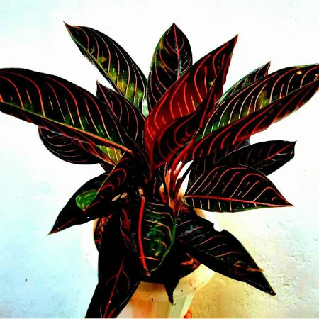 Aglaonema Red Sumatra 2 - 4 leaves