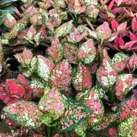 Aglaonema Dud Tricolor 2 - 4 leaves