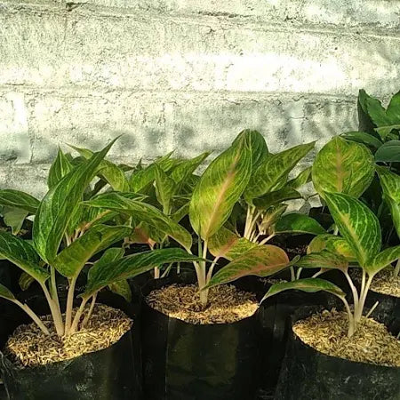 Aglaonema Caribian 2 - 4 leaves
