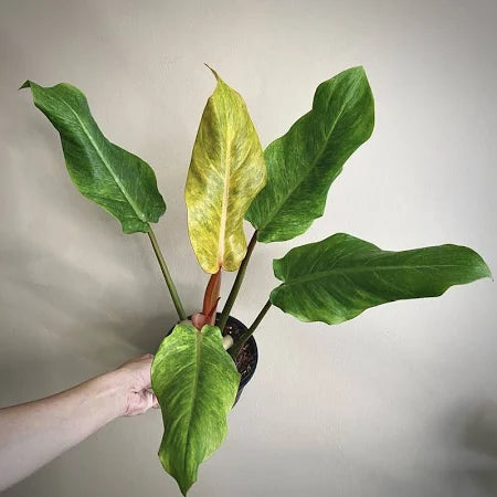 Philodendron Orange Marmalade 2-3 Leaves