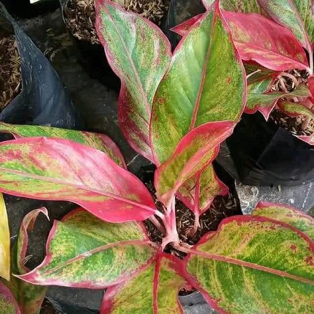 Aglaonema Red Lipstick 2 - 4 leaves