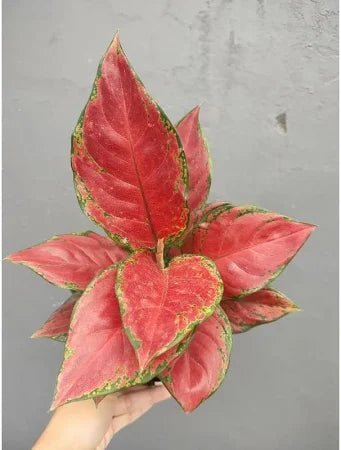 Aglaonema Black Maroon 2 - 4 leaves