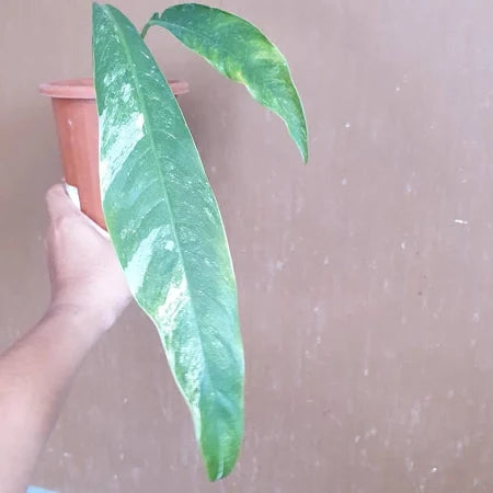 Rhaphidophora Megasperma Variegated 2-4 Leaves