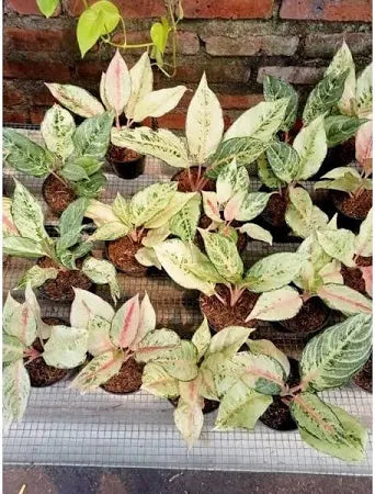 Aglaonema Frozen 2 - 4 leaves