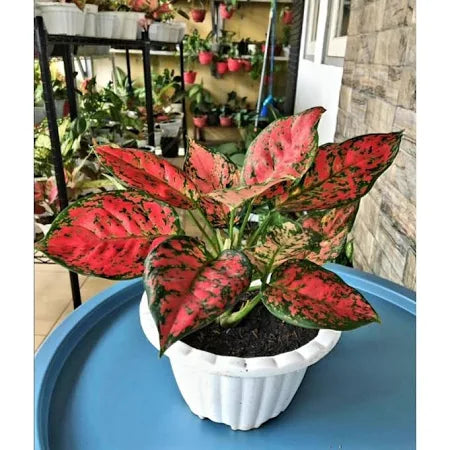 Aglaonema Dud Anjamani 2 - 4 leaves