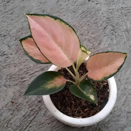 Aglaonema Kochin Sutra 2 - 4 leaves