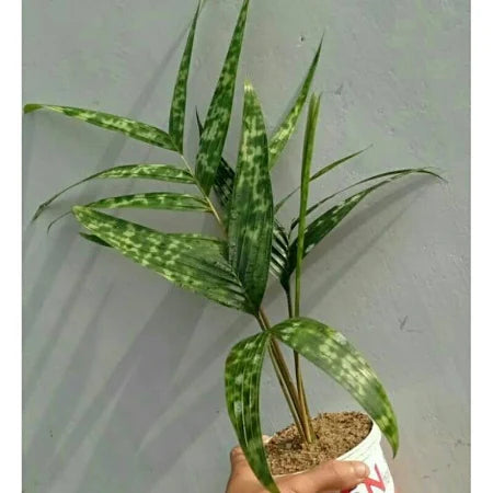 Licuala Mapu 2 - 4 leaves