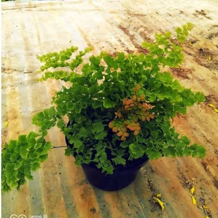 Adiantum Jordanii medium size