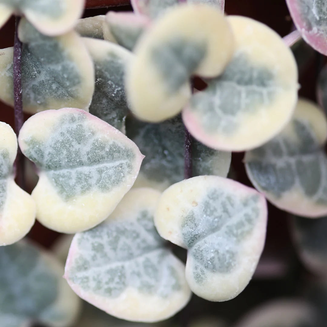 Ceropegia Woodii Variegata String of Heart 2-3 Leaves